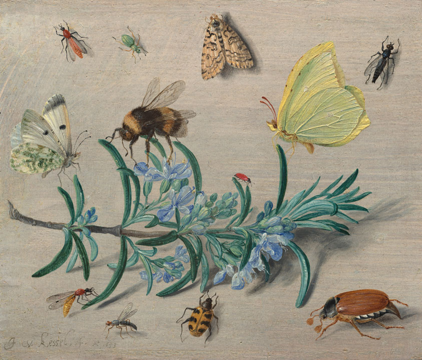 Jan van Kessel the Elder (artist), Insects and a Sprig of Rosemary (title)