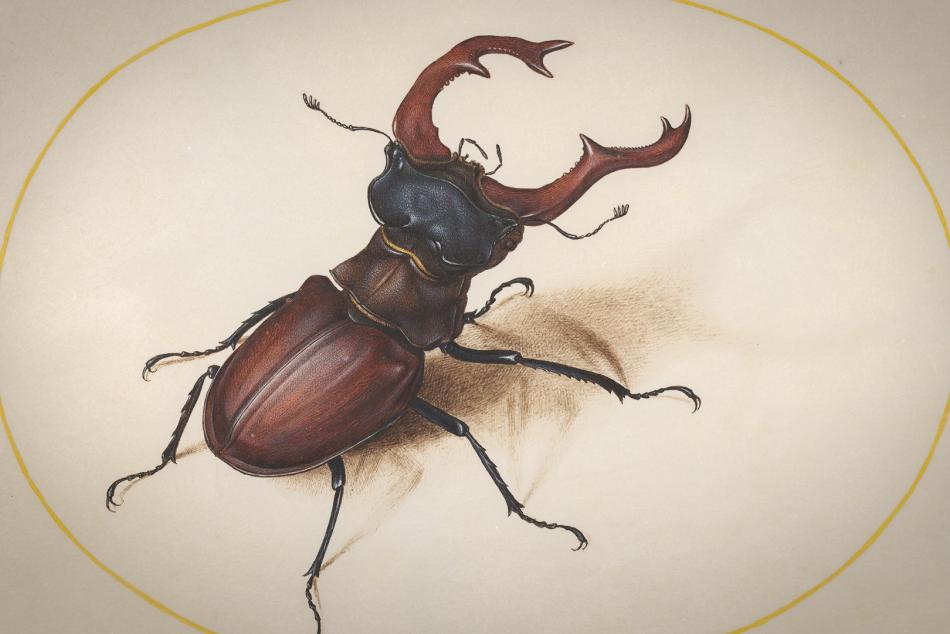 Joris Hoefnaegel's watercolor drawing of a stag beetle